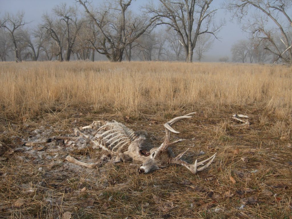 While shed hunting ,the author found this whitetail buck dead and scavenged by coyotes. (Photo: Mark Kayser)