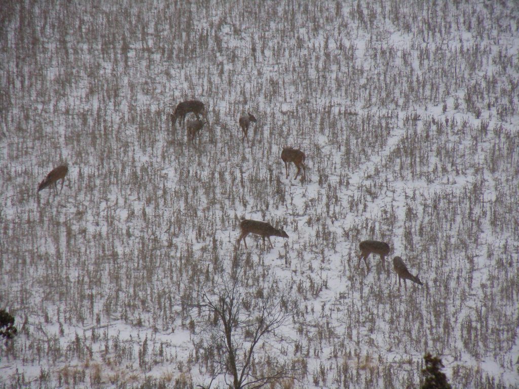 Whitetail deer in soybean field in late winter. (Photo by Mark Kayser)