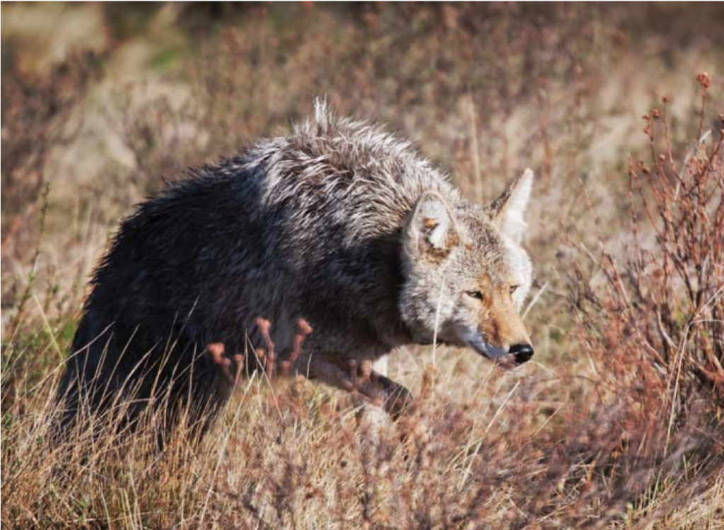 ￼Coyotes are not evenly distributed throughout their range in the Southeast and seek habitat niches where food sources are abundant Photo by istockphoto