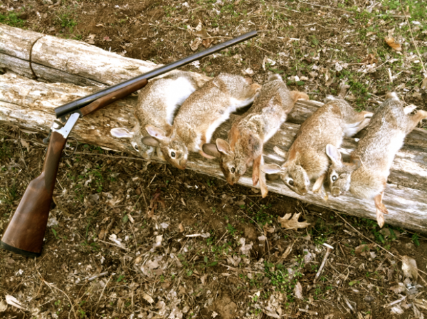 Rabbit Hunting: Tips to Increase Success