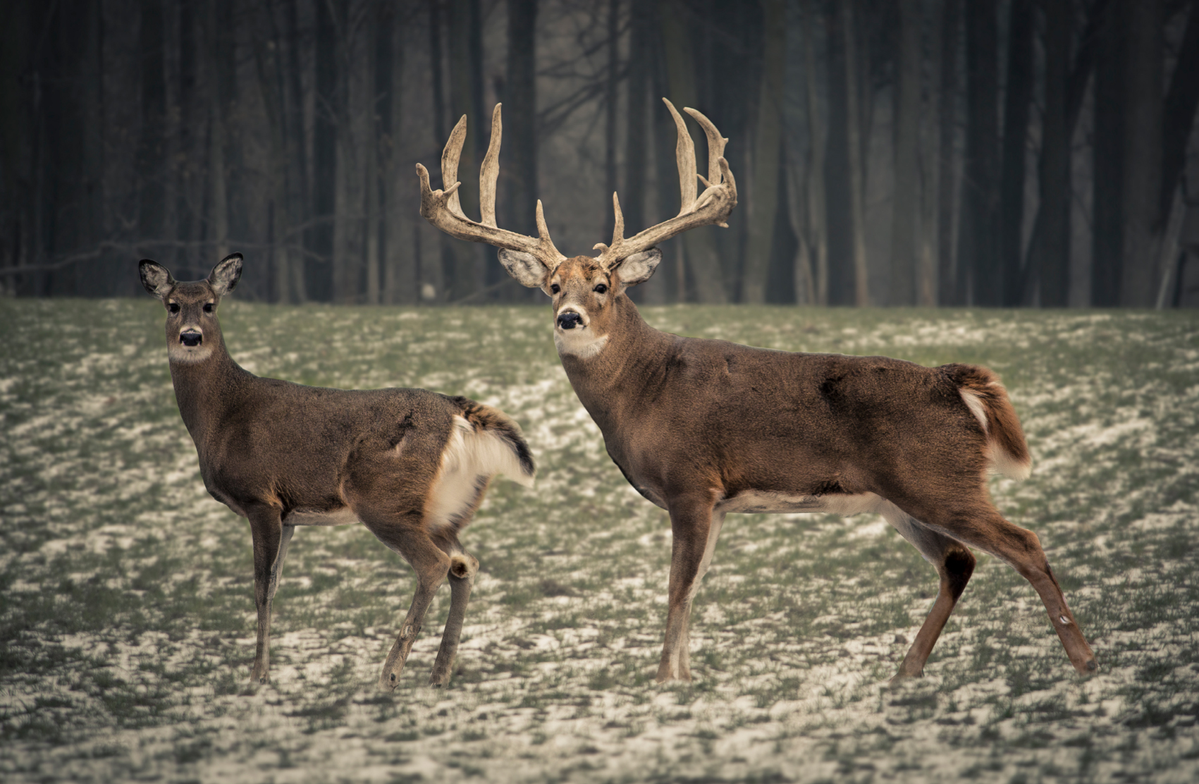 Strategies for hunting big bucks - The Best And Most Complete Hunting Tips