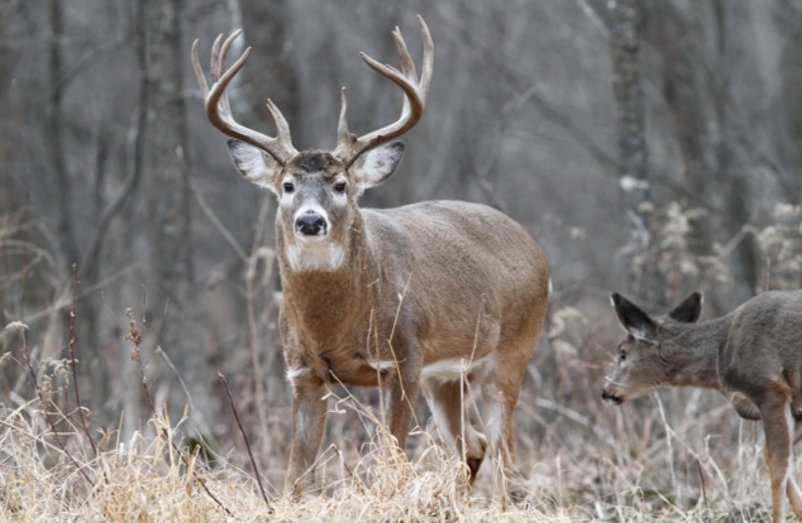 Strategies for hunting big bucks