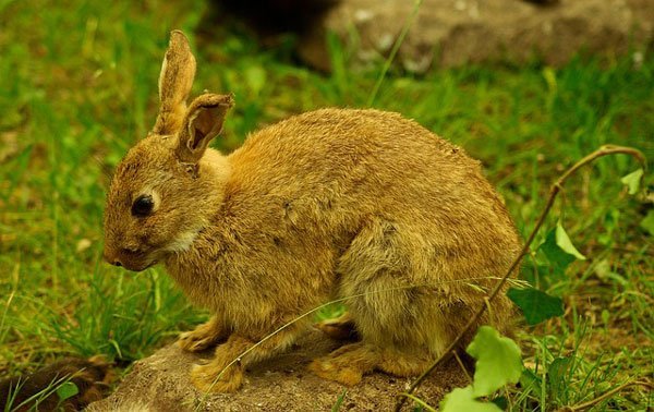 How to hunting the Cottontails