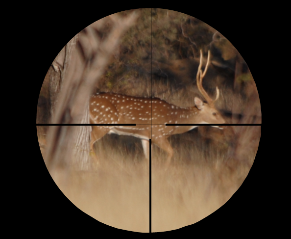Skills to shoot the deer 02
