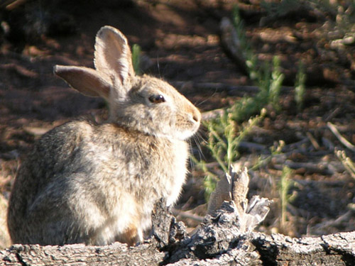 7 useful rabbit hunting tips