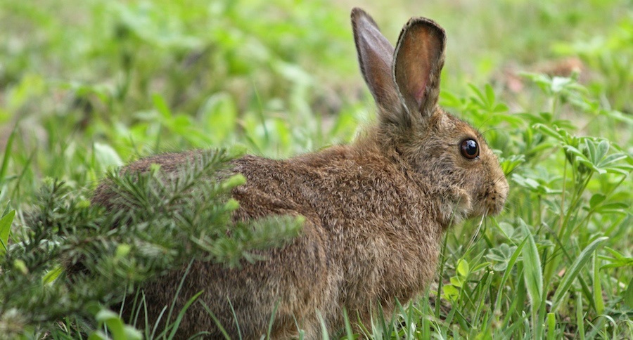 Useful rabbit hunting tips