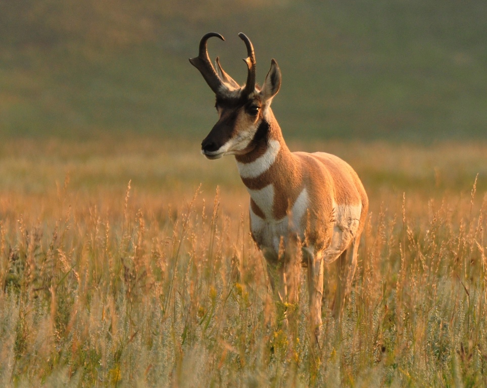 Pronghorn Antelope buck hunting tips