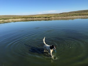 KEEP YOUR DOG COOL WHILE BIRD HUNTING