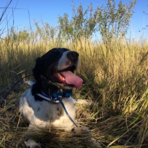 KEEP YOUR DOG COOL WHILE BIRD HUNTING
