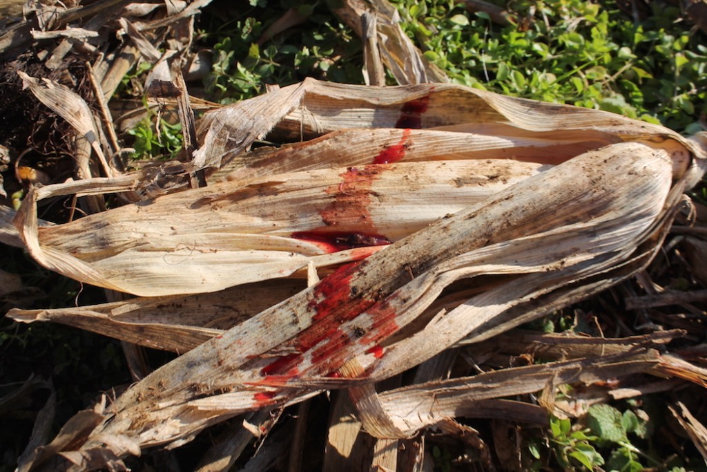 Hunt during these high-odds times and you might just be following a blood trail this fall