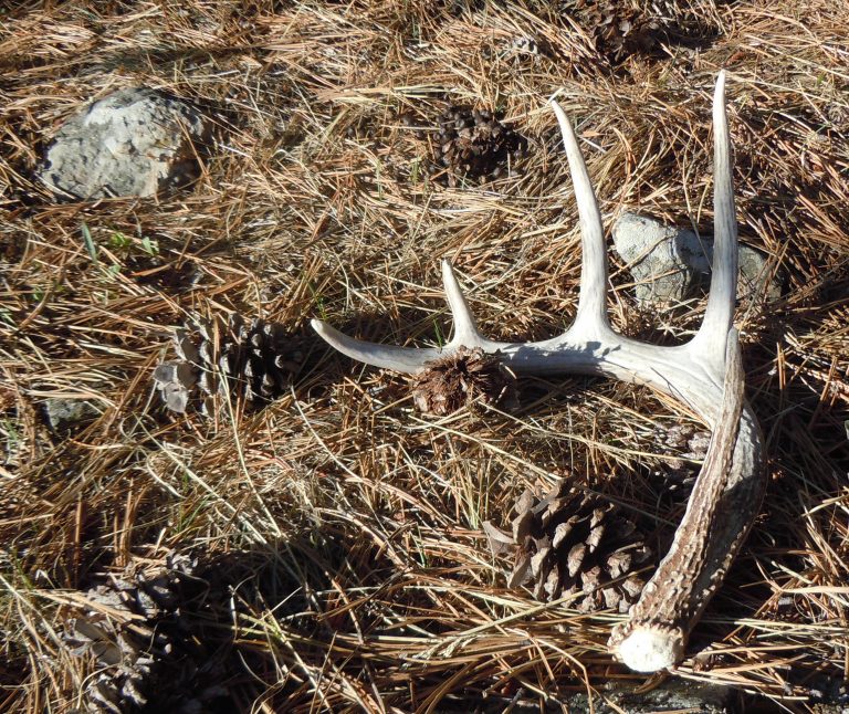 Whitetail antlers glimmering in the sun