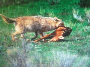 A scene some believe is too prevalent in the Southeast and elsewhere, including the Northeast where concerns are growing about fawn predation.