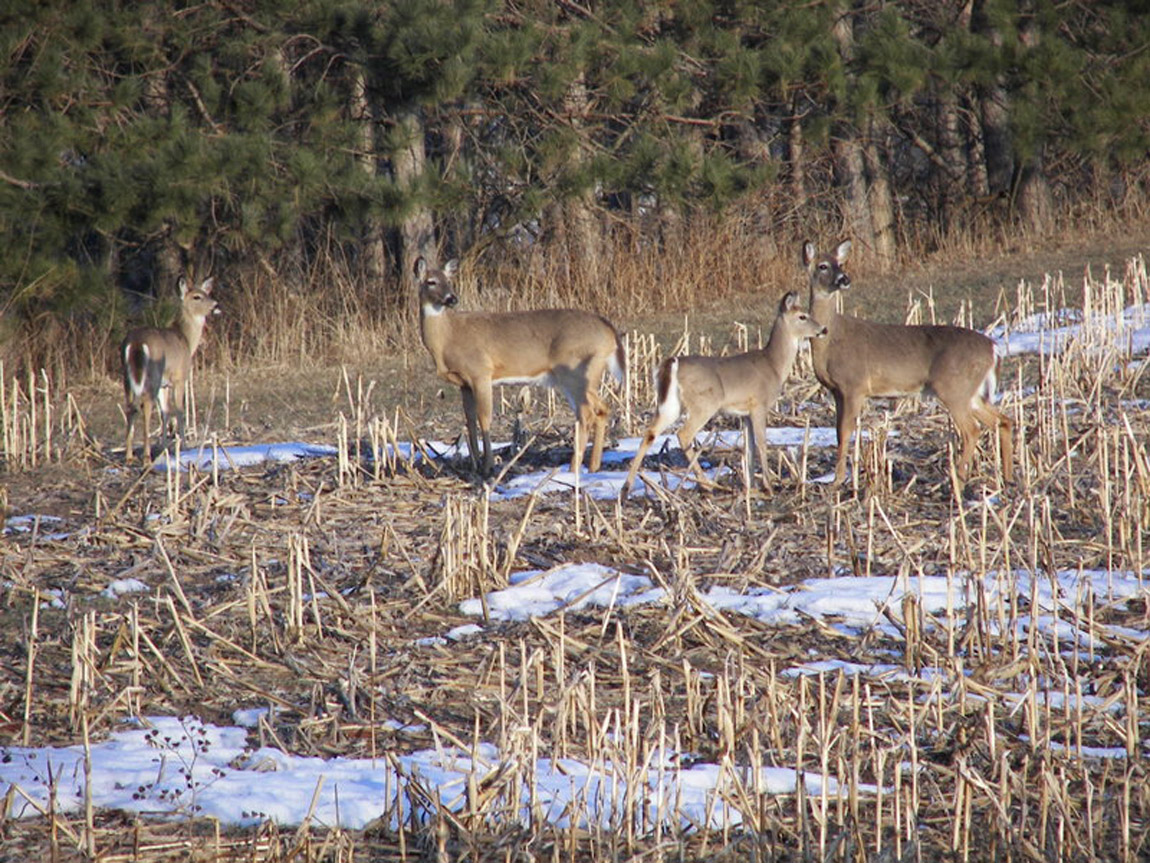 deer standing in corn field and snow hunting memories