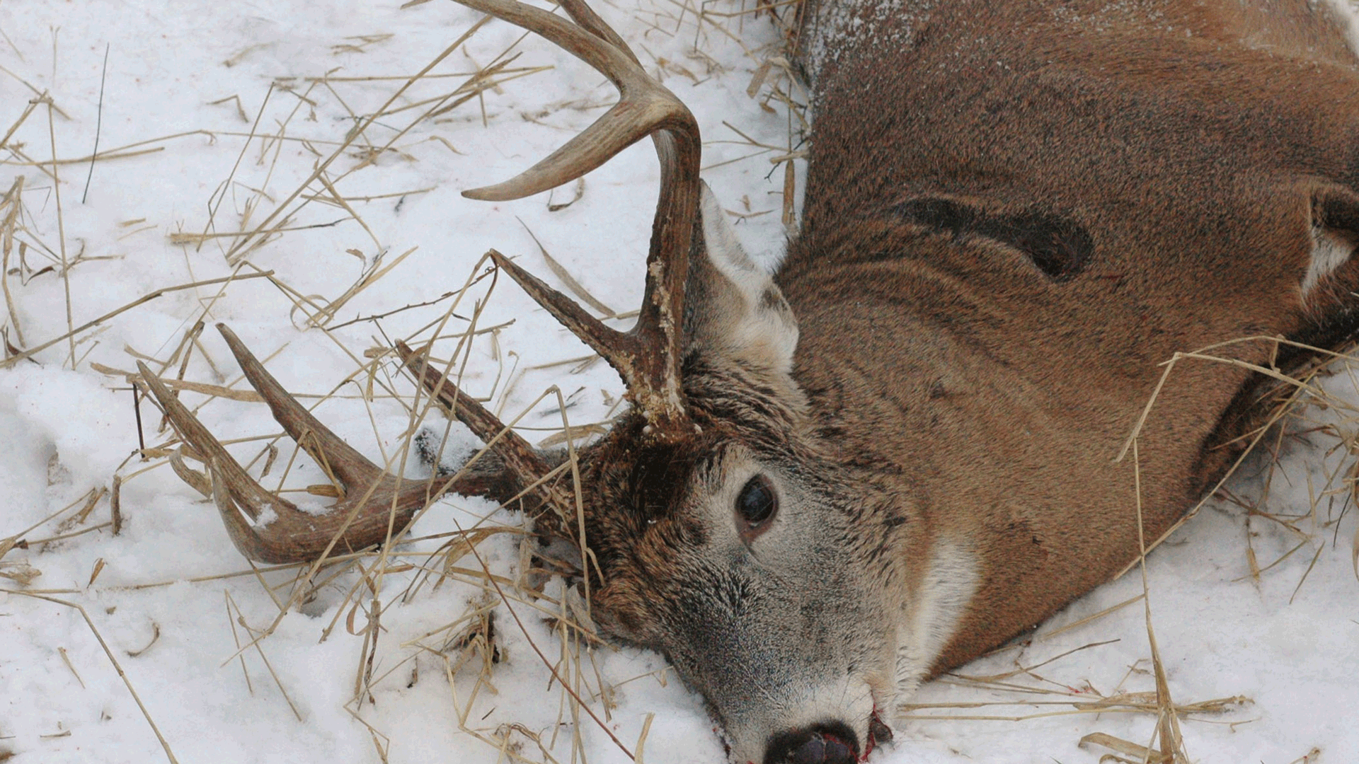 dead buck in snow hunting memories