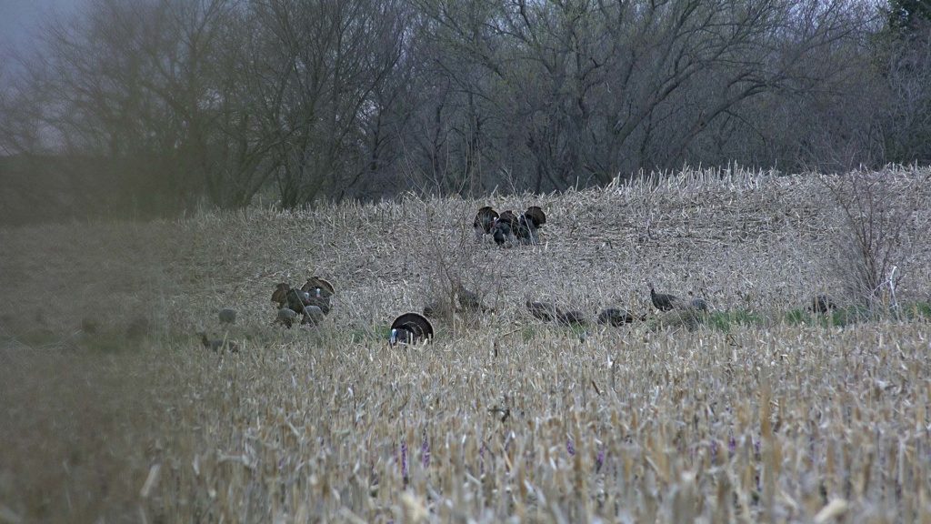Kansas turkeys in corn field