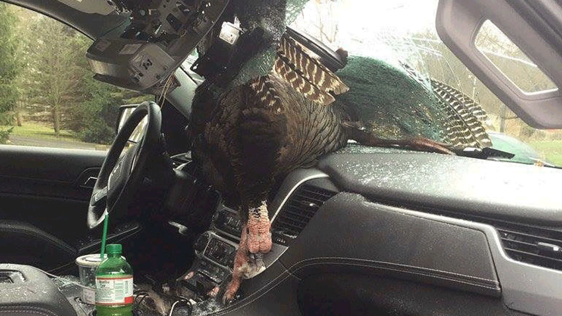 turkey vehicle collision