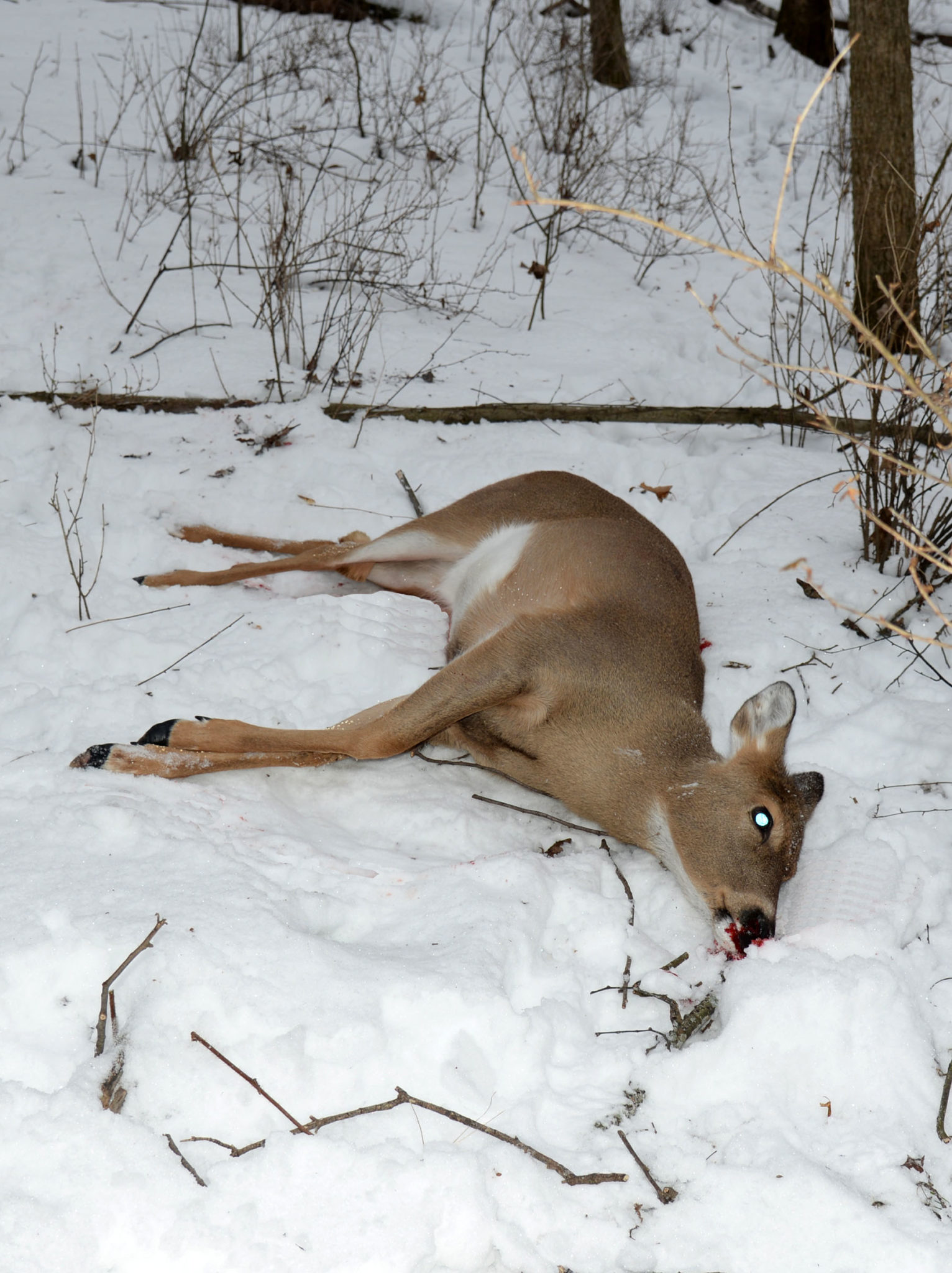 dead deer in snow