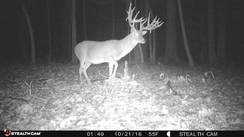 fort campbell buck alive
