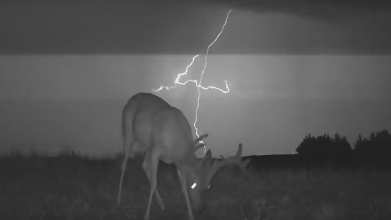 trail cam buck with lightning