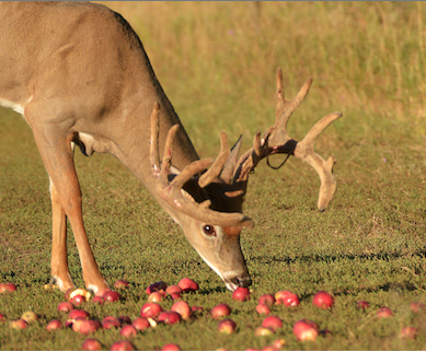 7 Bowhunting Tips: Apple Trees and Other Fruit