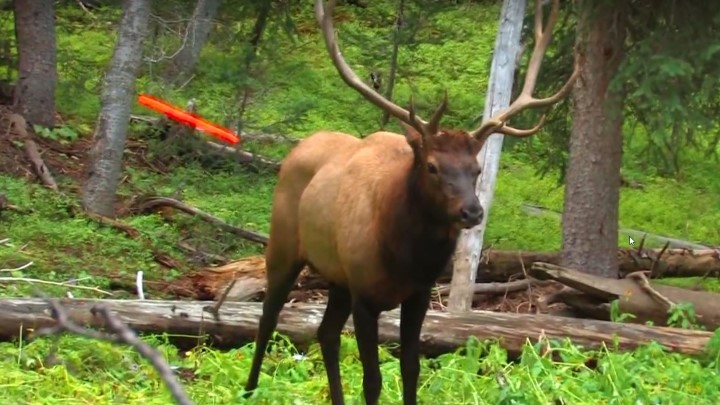 Thrilling Deadliest Shot Elk Ever Caught On Camera