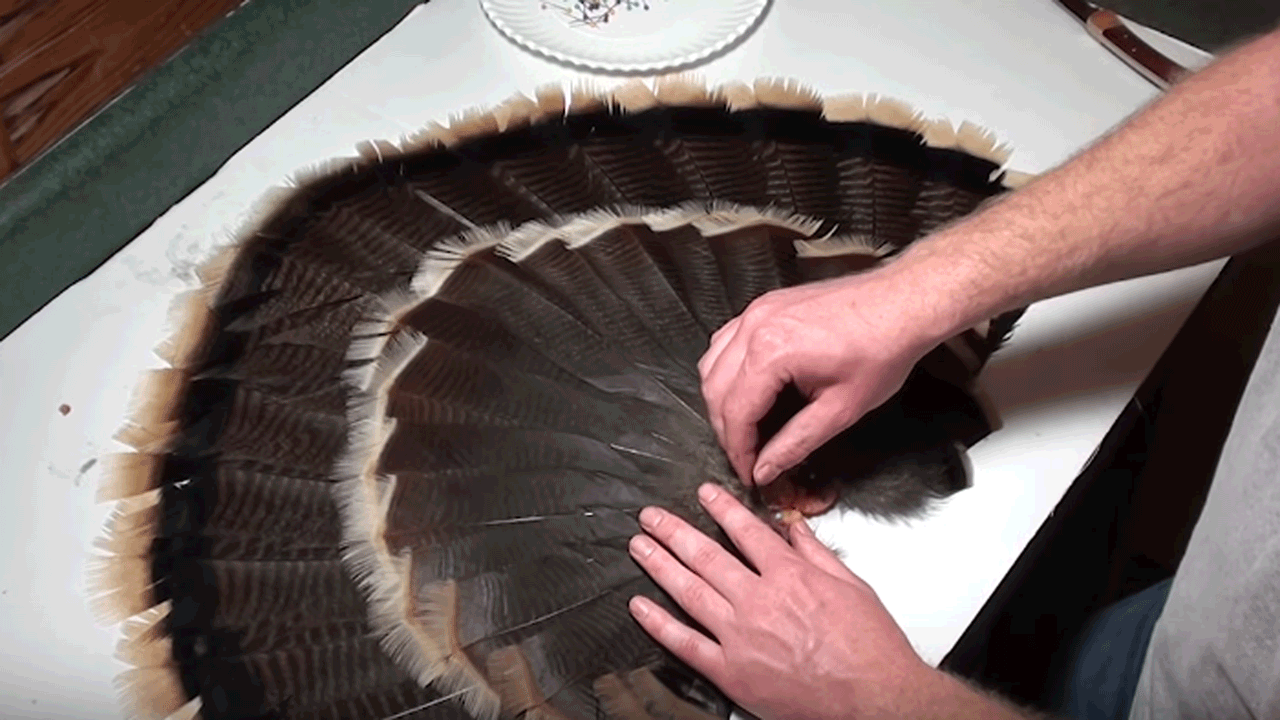 How to Prep a Turkey Fan for Display