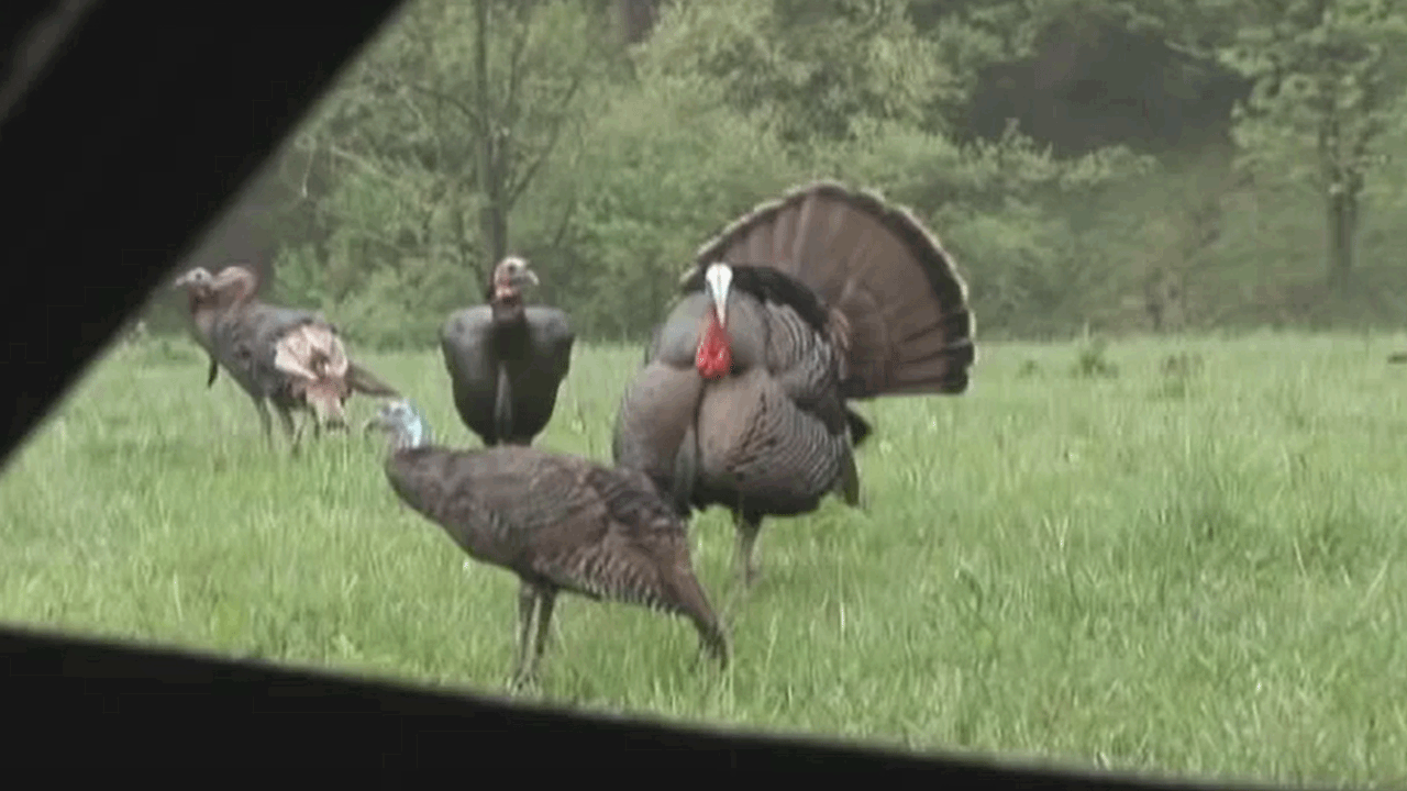 40 Turkey Bow Kills in 30 Seconds