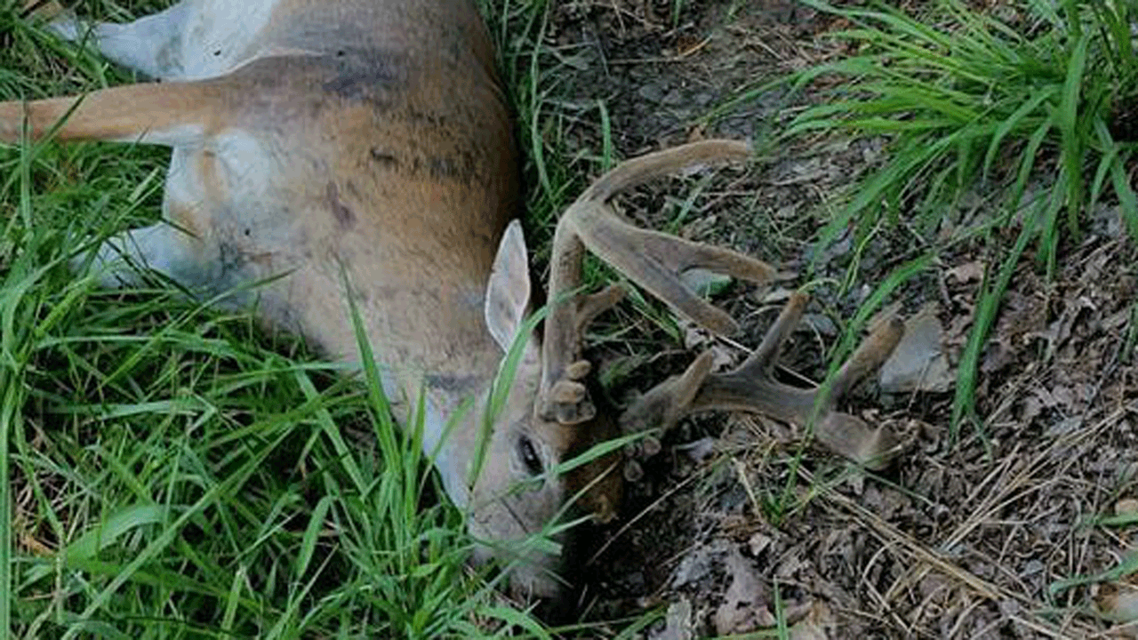 Is EHD Spreading in Kentucky’s Deer Herd?