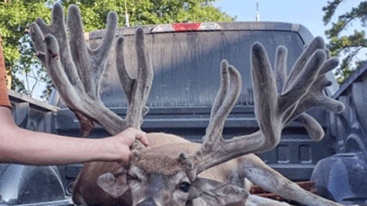 The Truth Behind the Fort Campbell Roadkill Buck