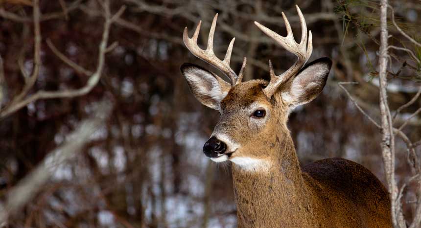 Top 5 Deer hunting tips