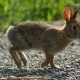 cottontail rabbit hunting is hard than before