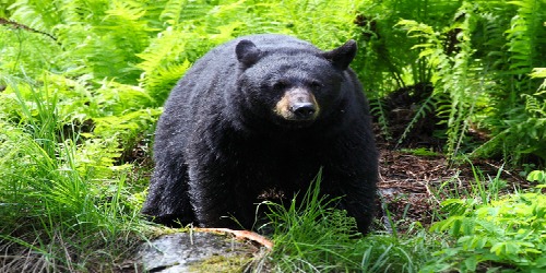 Black Bear Hunting Season Opens Until 2016