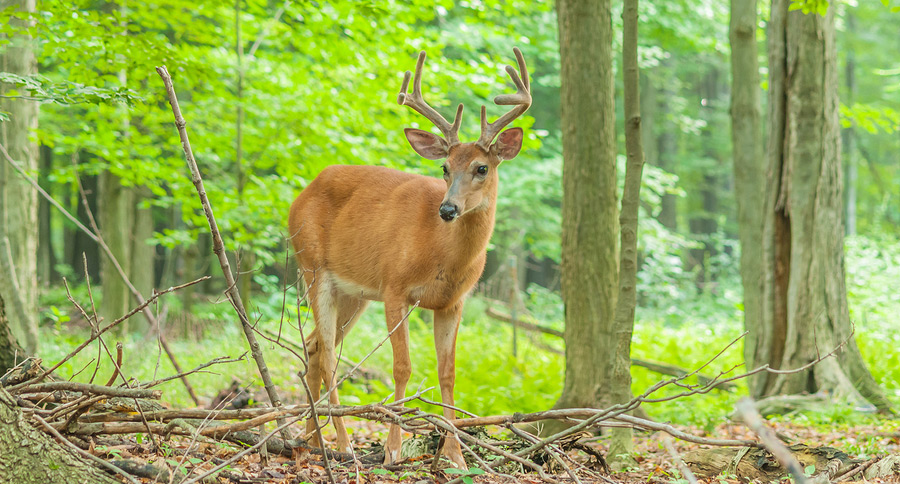 Beginner’s Guide to Whitetail Deer Hunting