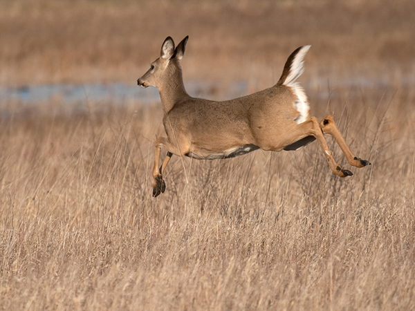 How to hunt Whitetails with a bow