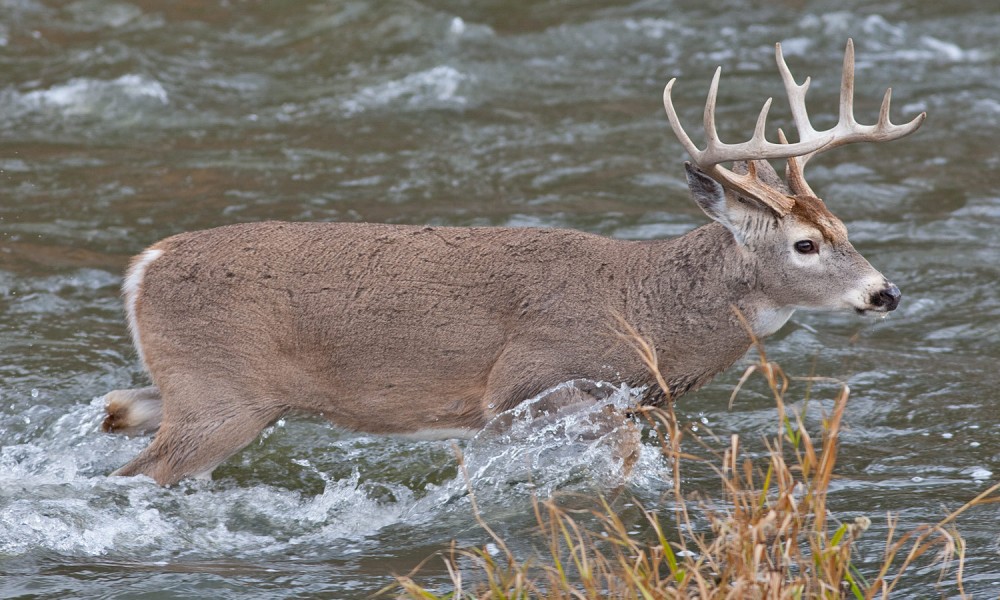 How To Hunt A Whitetail Easily