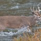 How To Hunt A Whitetail Easily
