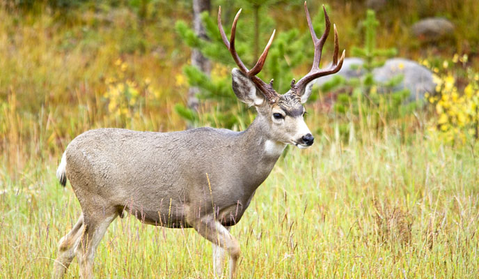 Mule deer hunting is a little diffcult,but still have hunters try to hunting. Mule deer features are big, wary, and challenging to hunt. And the land is vast and traversing hills and mountains will make your lungs burn. For eastern hunters unaccustomed to the ways of the muley, they can be downright frustrating. Here are five tips for mule deer hunters. Keep an Eye On The Calendar Bucks are in bachelor groups this time of year and when you see one buck, there are often several more with them so be patient before pulling the trigger. On warmer days, bucks will typically bed on shady slopes and will hold to any available cover in desolate areas. In most muley states, the rut takes off in early November and continues throughout the month. As bucks begin to seek out does and snow begins to build up in higher elevations, they move into the foothills and lower areas. Younger bucks can be found herding up with does while mature, trophy animals usually bed in by themselves a short distance from the herd. They will move into the group to breed as does go into estrus. The Three-Quarter Rule During early or late season, bucks typically bed about ¾ of the way up a ridge. This is also where you should walk while stalking them. Thermal currents exist on hills and mountains. As the sun warms the earth, heat rises up out of the valley and scent travels with it. If you are walking the valley bottom your scent will be broadcast throughout the ridge and warn any bedding deer of your presence. If you are walking the ridgeline, you will be easily spotted. Walking a ridgeline at ¾ offers the best opportunity to sneak up on a muley and if he escapes over the ridge, you can simply slip over the ridge as well and still have a shot. Judging Antlers Perhaps the most difficult aspect of mule deer hunting for eastern whitetail hunters to master is judging antlers. A twenty inch whitetail spread is a heck of a deer. They typical mature mule deer buck will have a 24 inch spread with trophy animals in the 30 inch range. Muleys have huge ears with an average tip to tip spread of over 20 inches. Mule deer bucks also tend to have taller antlers. A typical configuration is two forks on each side. Brow tines are usually only about an inch long. If you’re happy with any buck, by all means enjoy your hunt. However, if you are looking for a wall hanger, get to some taxidermy shops and outdoor stores to study mounts. Get a good idea of what trophy animals look like from different angles and distances. Mule deer are often shot at long distances and deer taken at long distances have a habit of shrinking after the shot. Be In Shape Hunting muleys in Wyoming or Colorado is a completely different experience from hunting whitetails in Ohio. This isn’t stand hunting. You are going to put a lot of miles on your boots and mule deer territory is rough country. If you’re not prepared for it, you are going to spend a lot of time huffing, puffing, and stumbling over yourself. If you are not fit, start exercising at least six months ahead of the trip. Start with brisk walks in your neighborhood but be sure to do some intensive hiking as well. State parks and forests often have rudimentary paths that are great primers for western hunts. Walking on these paths provide cardiovascular workouts and improves coordination. Get Off The Road There was a time when you could head west and spot big muleys from the road. Hunters simply hopped out of their trucks and put the crosshairs on a deer. For the most part, those days are gone. Try to find an out of the way logging road or two track and take it back a mile or two off the main road. From there, head down into a canyon or mountainside. Most hunters will stay out of areas like that because it’s hard work to get in there and even harder to pack a deer out. Again, this takes some effort, but that’s where the deer are.