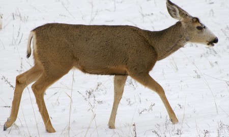 Useful Tactics For Deer Hunters