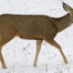 Useful Tactics For Deer Hunters
