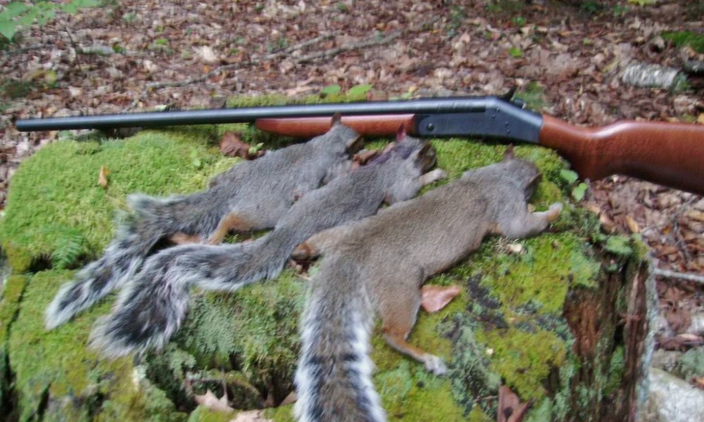 Useful Squirrel hunting tips