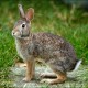 Simple Tips About Rabbit Hunting