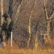 Tips On Hunting The Deer-Use The Bow