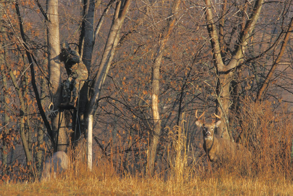 Tips On Hunting The Deer-Use The Bow
