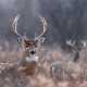 Deer Hunting Tips of the Public Land