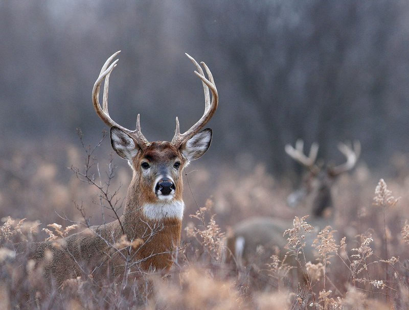 Deer Hunting Tips of the Public Land