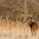 Read Those Helpful Deer Hunting Tips ,You Will Success