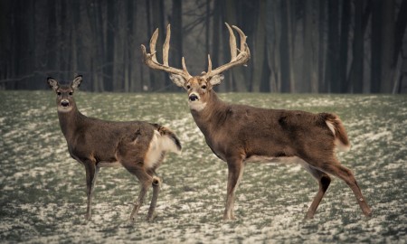 Strategies for hunting big bucks