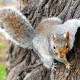 4 useful spring squirrel hunting rule 01