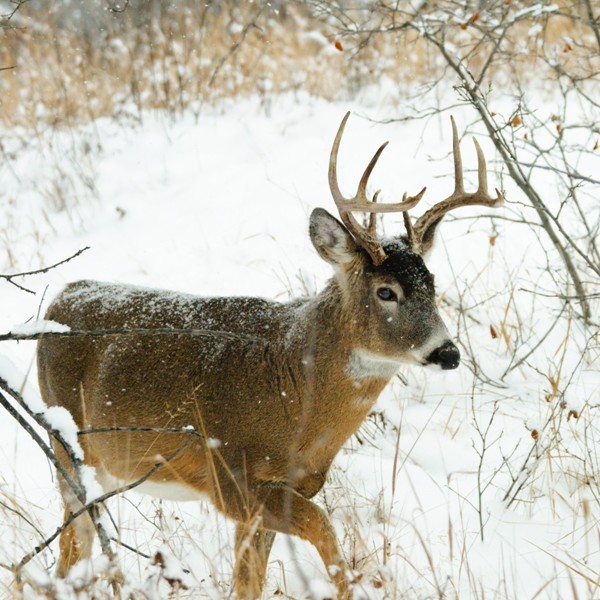 The Best Deer Hunting Tips For Late Season