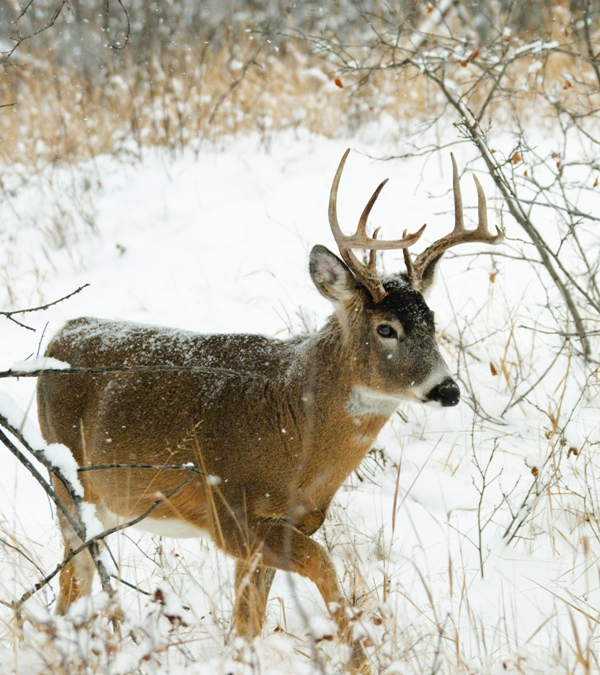Useful tips for deer hunting in winter
